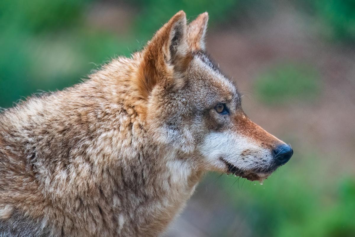La Sierra de la Culebra continúa siendo uno de los territorios más importantes para la conservación del lobo ibérico
