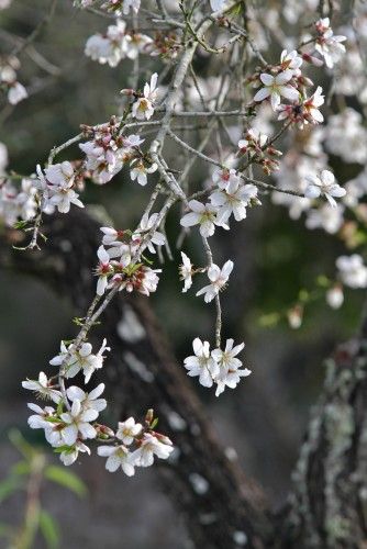 Die ersten Mandelblüten auf Mallorca