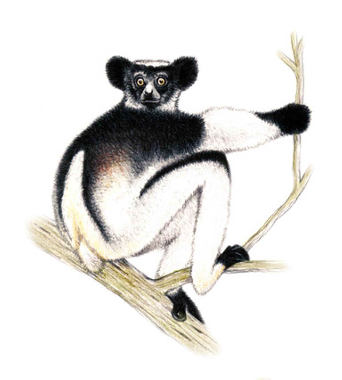 Indri (Indri indri). És el lèmur més gran que es pot trobar actualment a Madagascar (de 7 a 10 quilos). S’alimenta de fulles i fruits. Població desconeguda, però s’estima que s’ha reduït un 40% en els últims 36 anys.