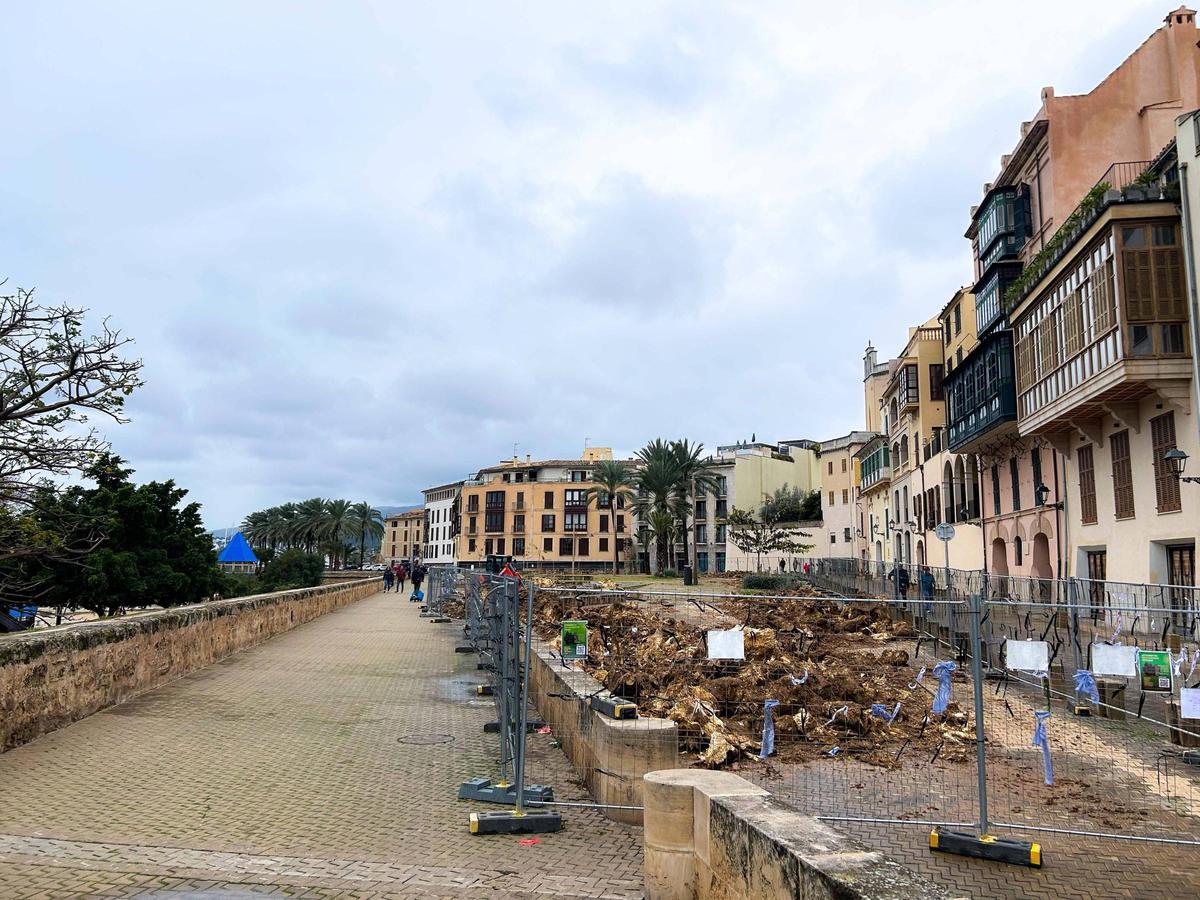 La plaza Llorenç Villalonga días después de la tala de los bellasombra.