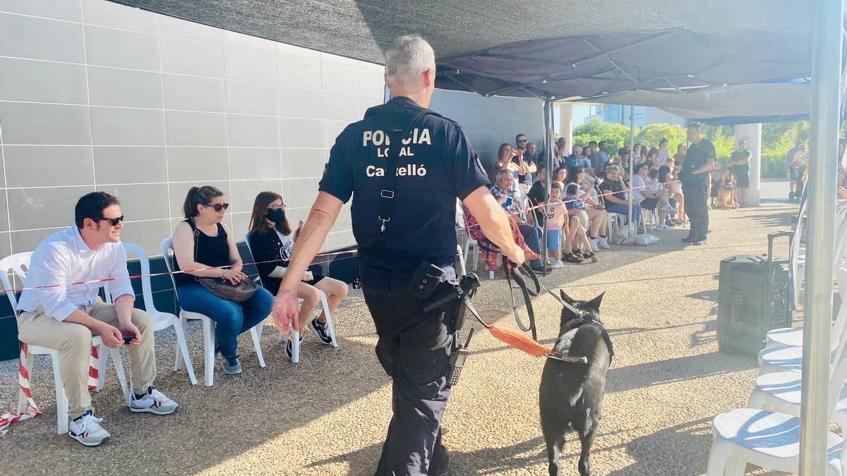 Castelló busca una segunda oportunidad a más de un centenar de mascotas a  través del VII Festival de la Adopción - El Periódico Mediterráneo