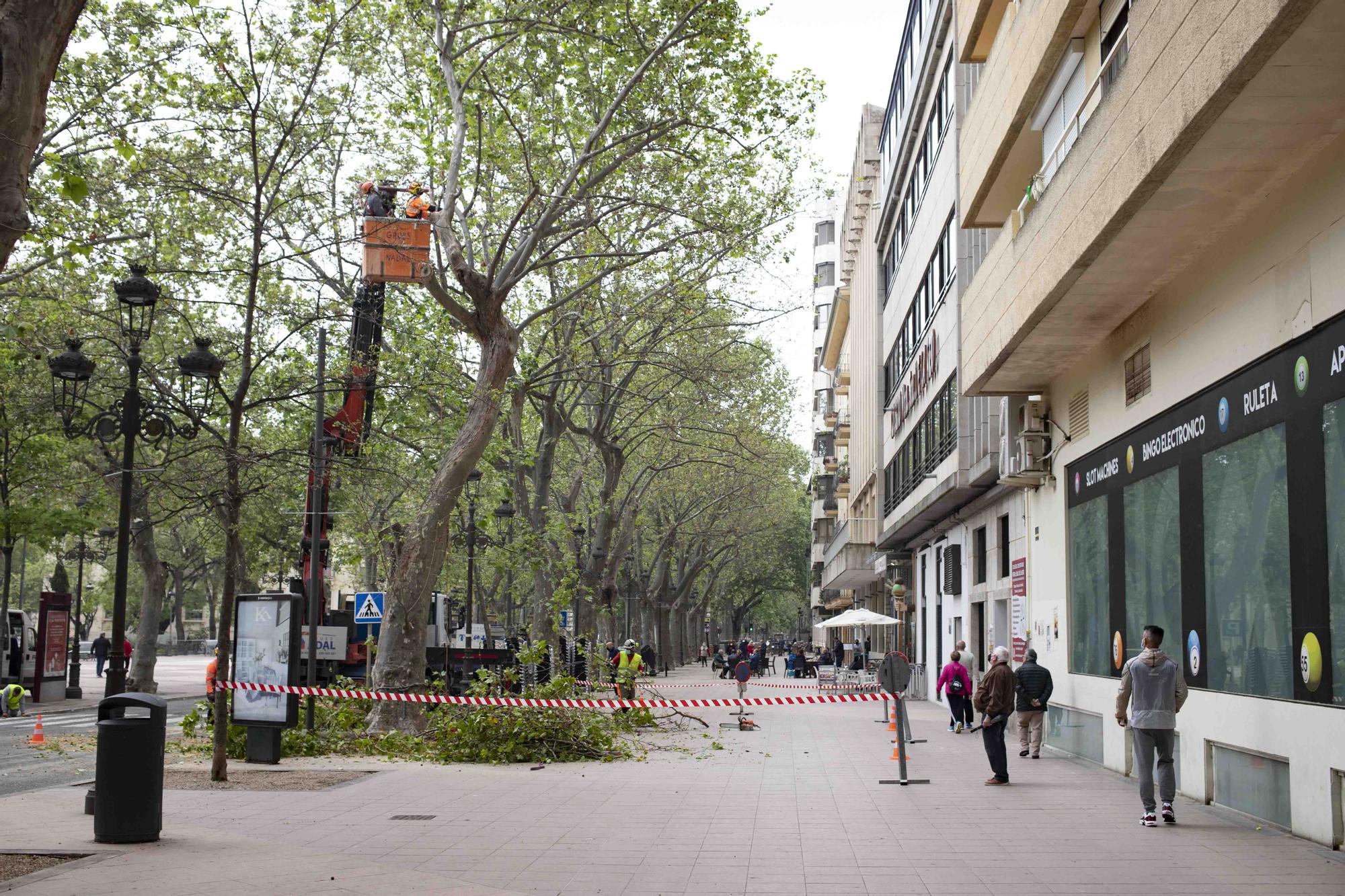 Talan cinco plataneros de grandes dimensiones en mal estado en la Albereda de Xàtiva