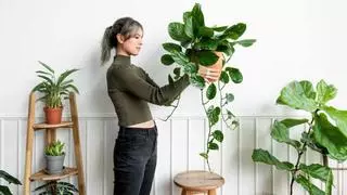 Les plantes que pots tenir dins de casa i que viuen amb poques atencions