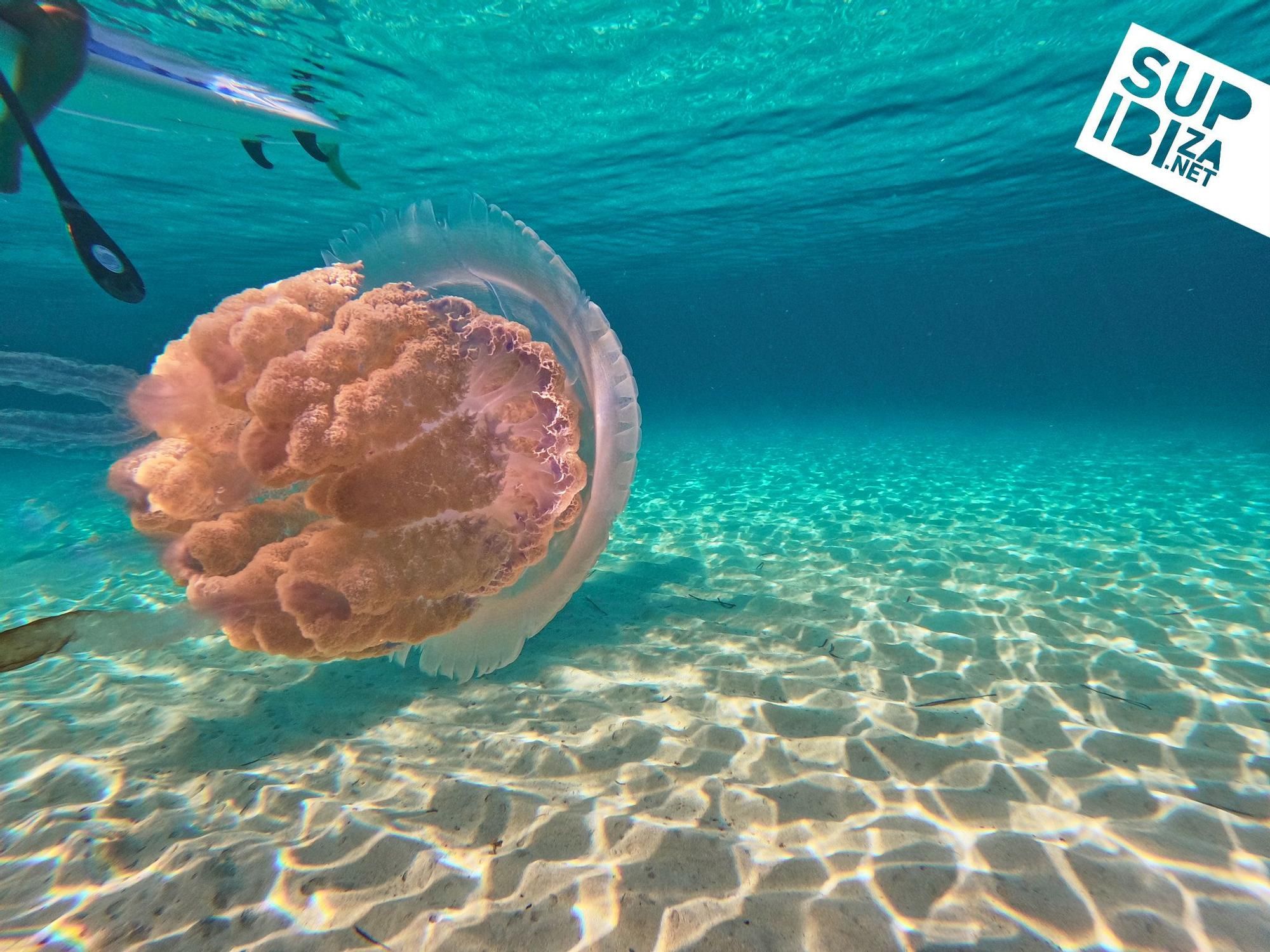Un grup de turistes es troba meduses i s'enregistra amb elles