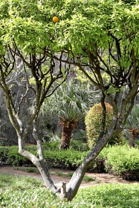 In den Jardines von Marivent: alte Bäume, organische Formschnitte und viel Grün. Ein botanischer Rundgang mit der Gartenarchitektin Erika Könn.