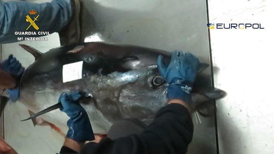 Uno de los atunes pescados ilegalmente y que luego se decomisaban.