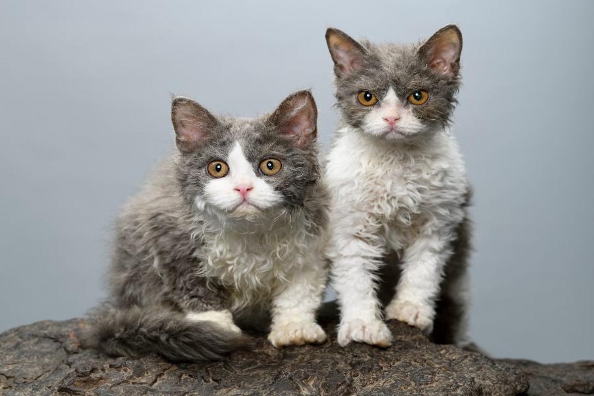 VARIANTES DE GATOS CON PELO RIZADO | Razas y características de los gatos  de pelo rizado