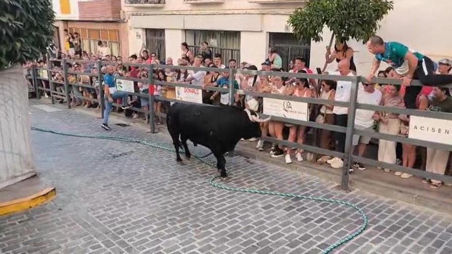 Una espectadora sufre una cornada en las sueltas vespertinas del toro de cuerda de Carcabuey