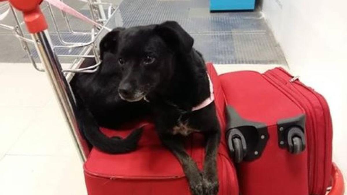 Piny, la perrita perdida por Iberia en Barajas.