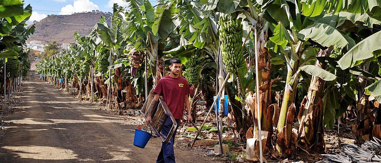 Un trabajador de una finca platanera de Arucas durante su jornada laboral.