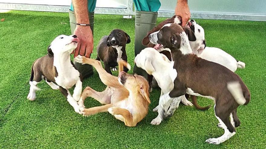 28 cachorros en busca de hogar - Faro de Vigo
