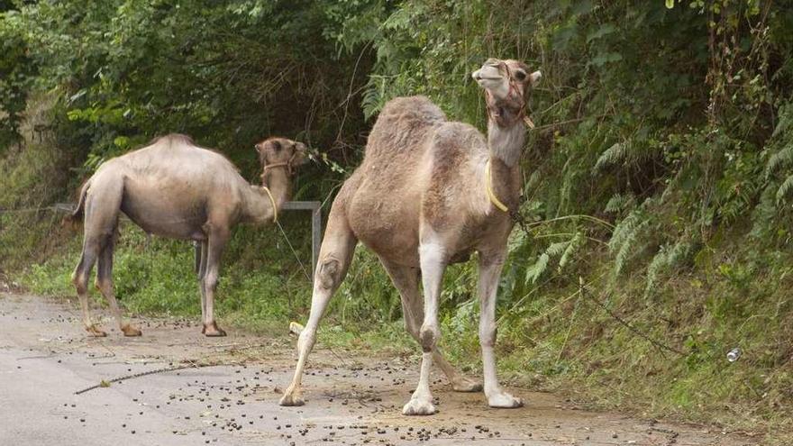 Los camellos, ayer, pastando cerca de la carpa, en el entorno de La Foz de Morcín.