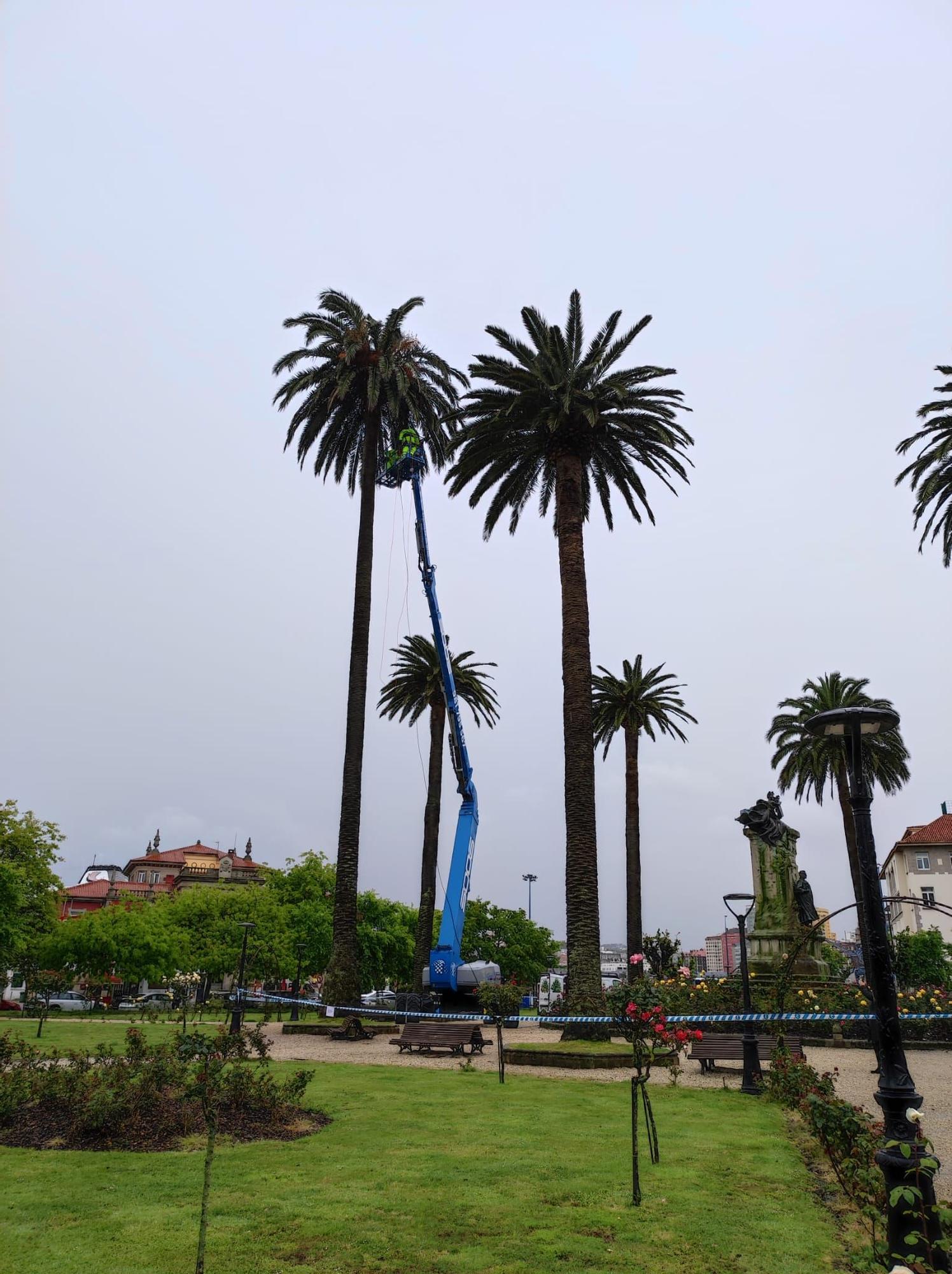 El Concello inicia el tratamiento contra el picudo rojo en las palmeras de Méndez Núñez