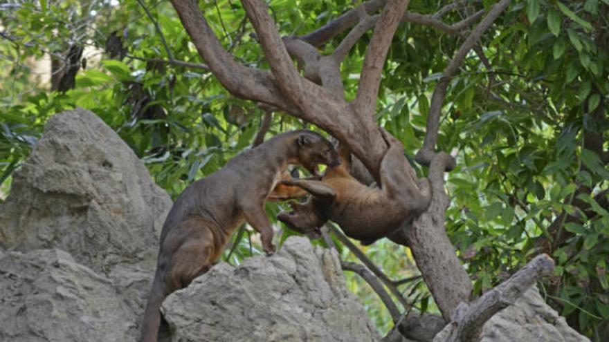 Esta Navidad Bioparc lanza una promoción con entradas a 15€