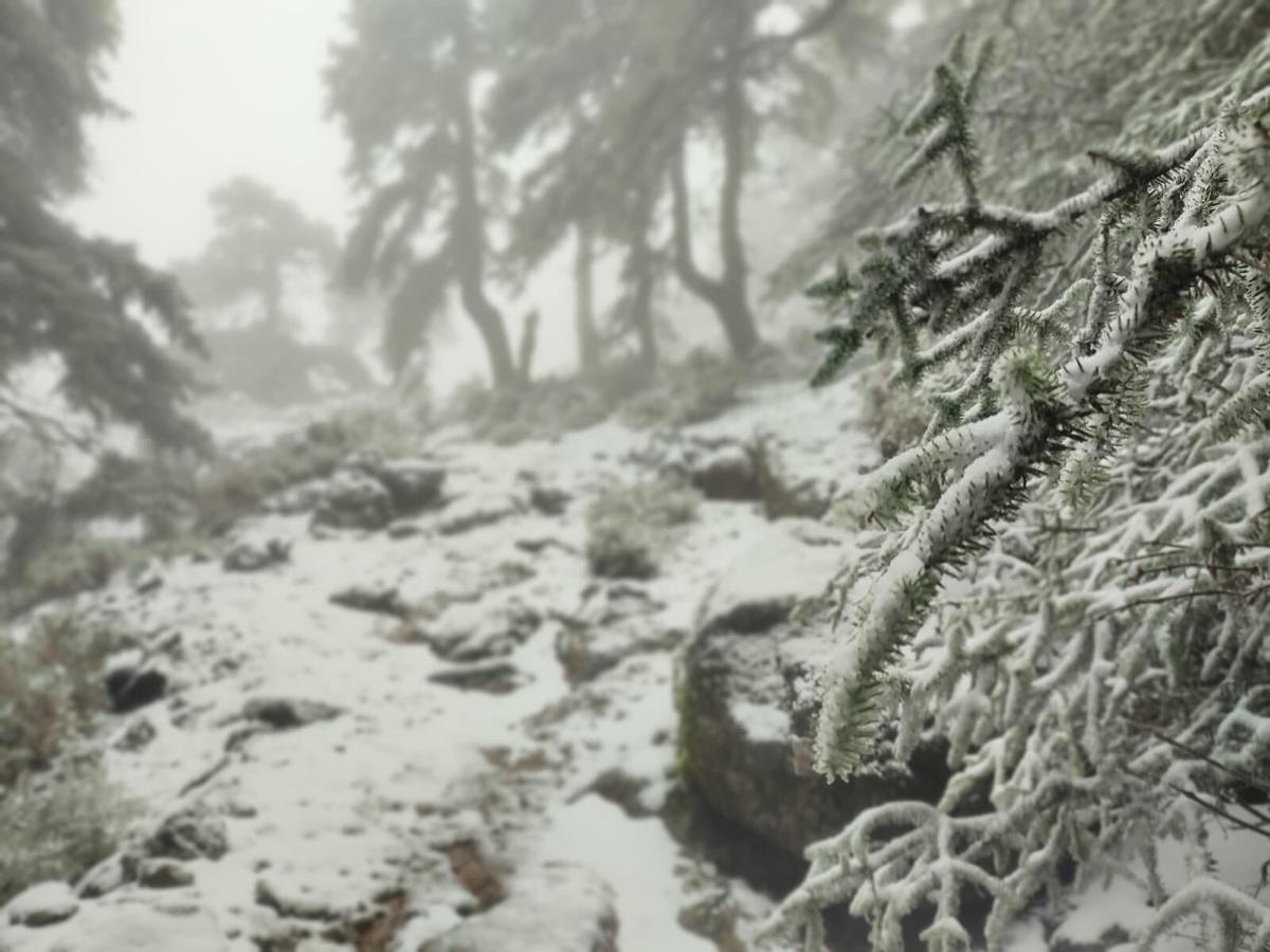 Nieve en la Sierra de las Nieves en una nevada el año pasado.