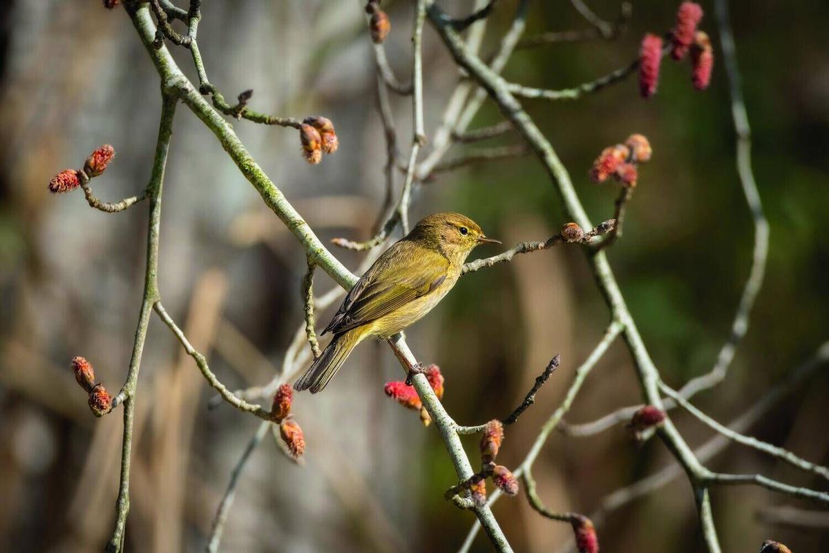 Aquests són els animals que pots veure lliures al riu Cardener al seu pas per Manresa