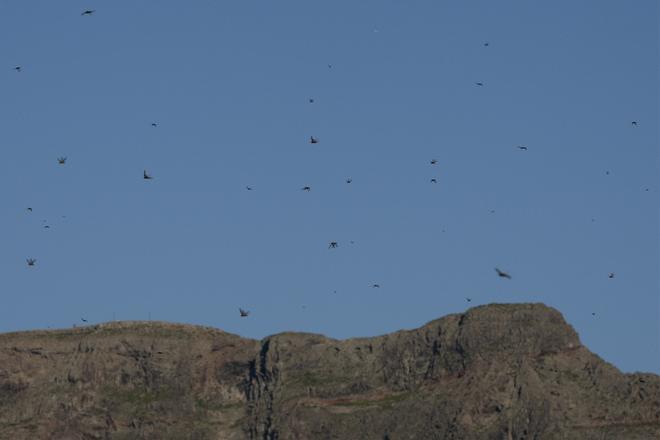 Ejemplares de langosta africana en Caleta de Famara (Lanzarote)