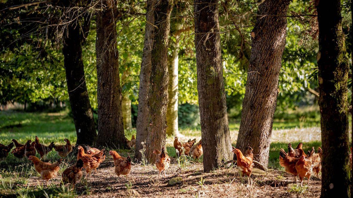Pollo criado con salida a campo.