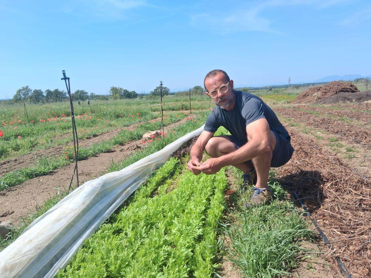 Marc Ricart, d’Horta Tramuntana, entre cultius de mostasses