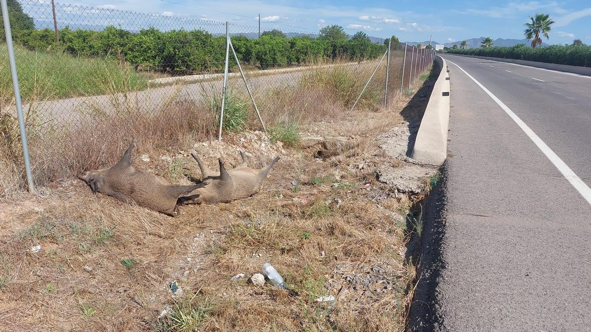 Dos jabalís aparecen muertos en la carretera que conecta Almassora y Burriana