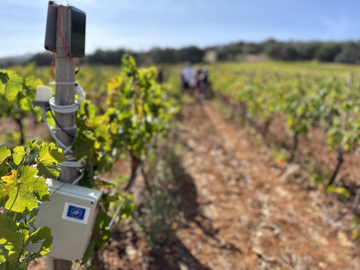 Los sensores desplegados por el proyecto WineGrover en viñas de Ronda, en Málaga.