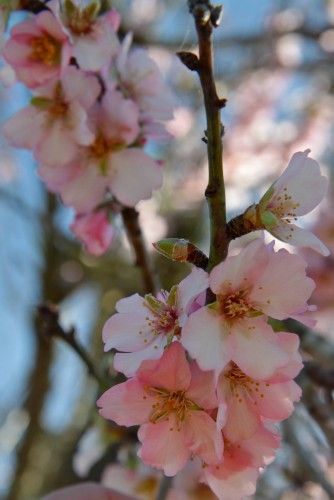 Mandelblüte ist nicht gleich Mandelblüte