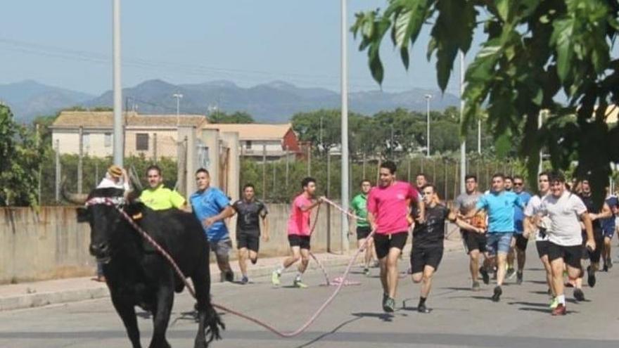 Les Alqueries revive el ‘bou en corda’ en sus fiestas de la Segregación