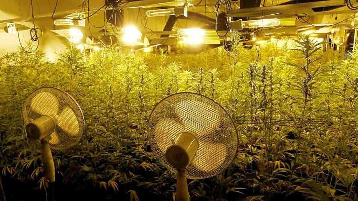 El cultivo de marihuana desmantelado por la Guardia Civil de Calp, en Valencia