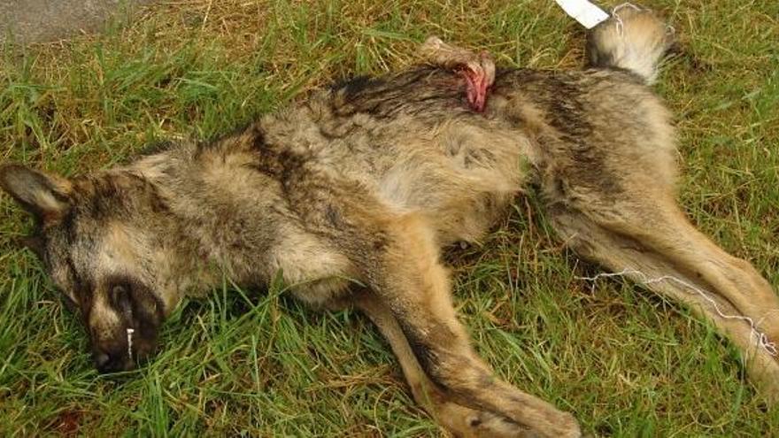Segunda denuncia de conservacionistas por las batidas de lobos en la región