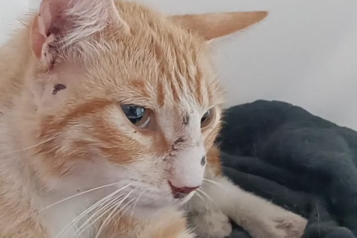 Uno de los gatos que recibió los balinazos en la cara, donde todavía se aprecian las marcas