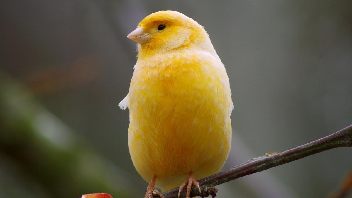 Descubre los sorprendentes secretos de los canarios: lo que no sabías sobre estas aves cantoras