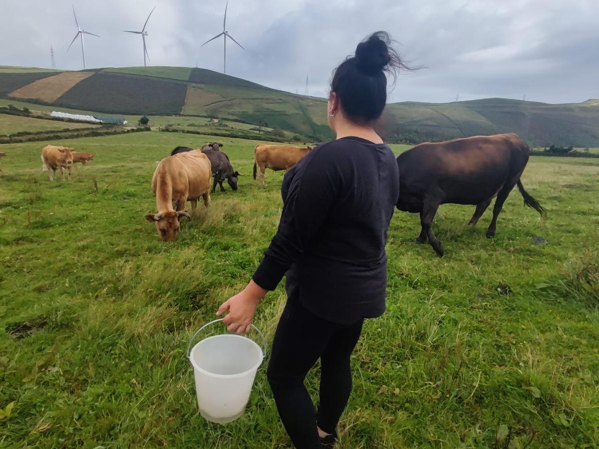 Vacas de carne en O Xistral