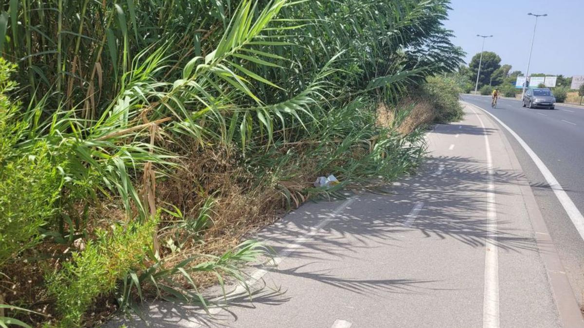 Carril bici de la Costera Sur, invadido por la maleza. | PP