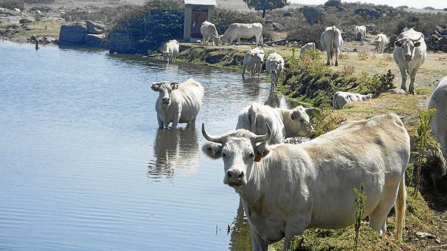 Asaja interpondrá 26 recursos contra la Junta por la tuberculosis bovina