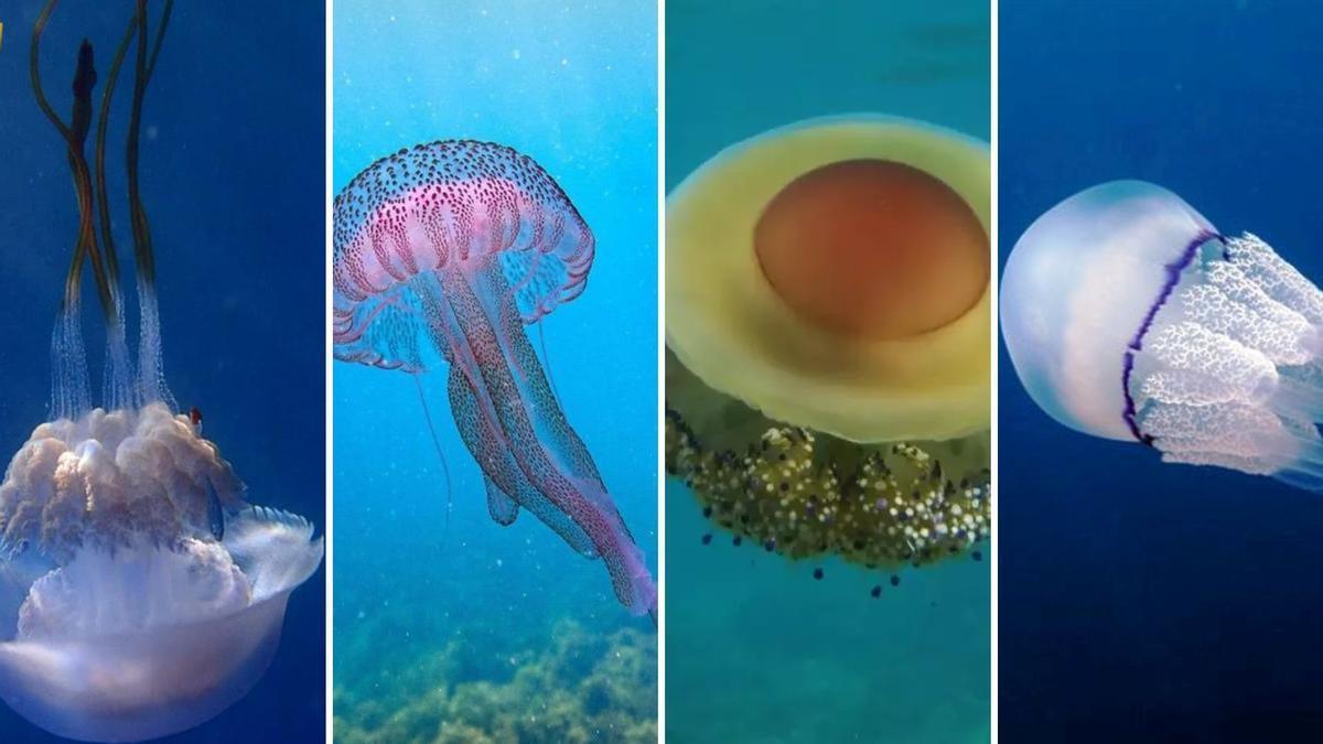 Estas son las medusas que puedes encontrar en las playas de Málaga: cuáles pican y cuáles son inofensivas