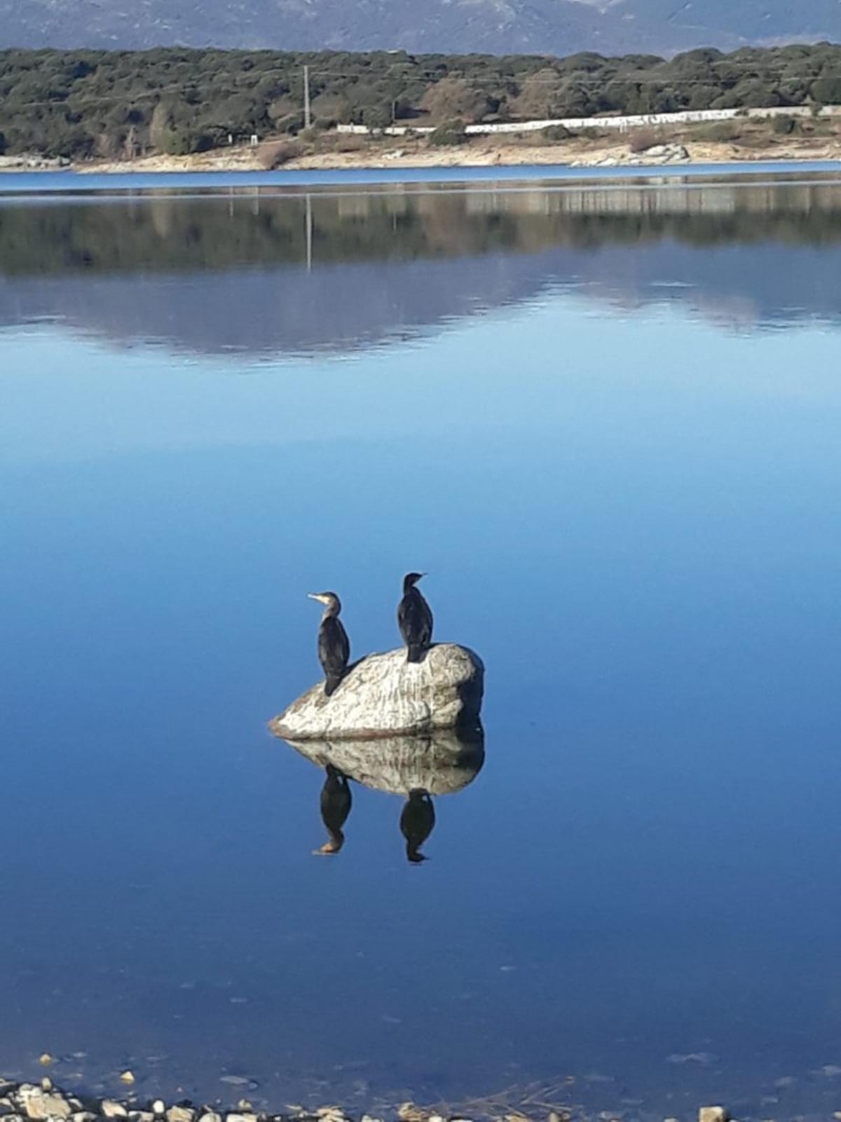 Dos cormoranes en el embalse de Valmayor en Pozuelo de Alarcón