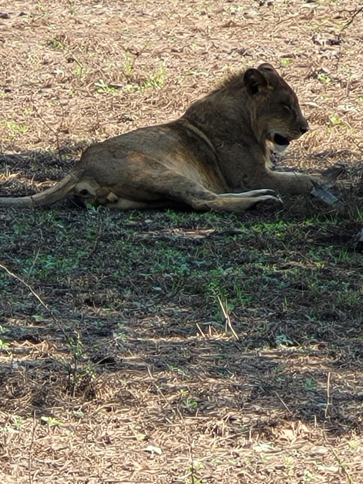 León