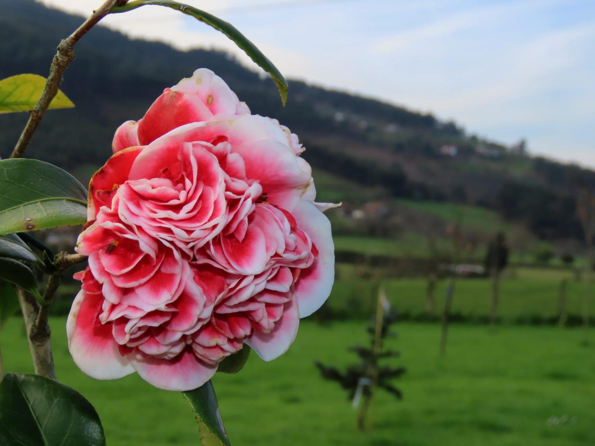 San Justo, paraíso de las camelias en Villaviciosa