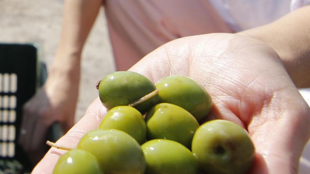 La aceituna de mesa tiene en Córdoba a varias empresas con gran presencia en los mercados externos.