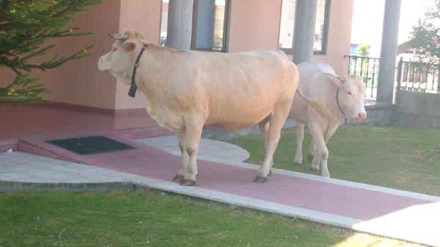 Dos vacas accedieron el pasado martes al jardín de la Casa de Cultura de Amoedo, en Pazos de Borbén.