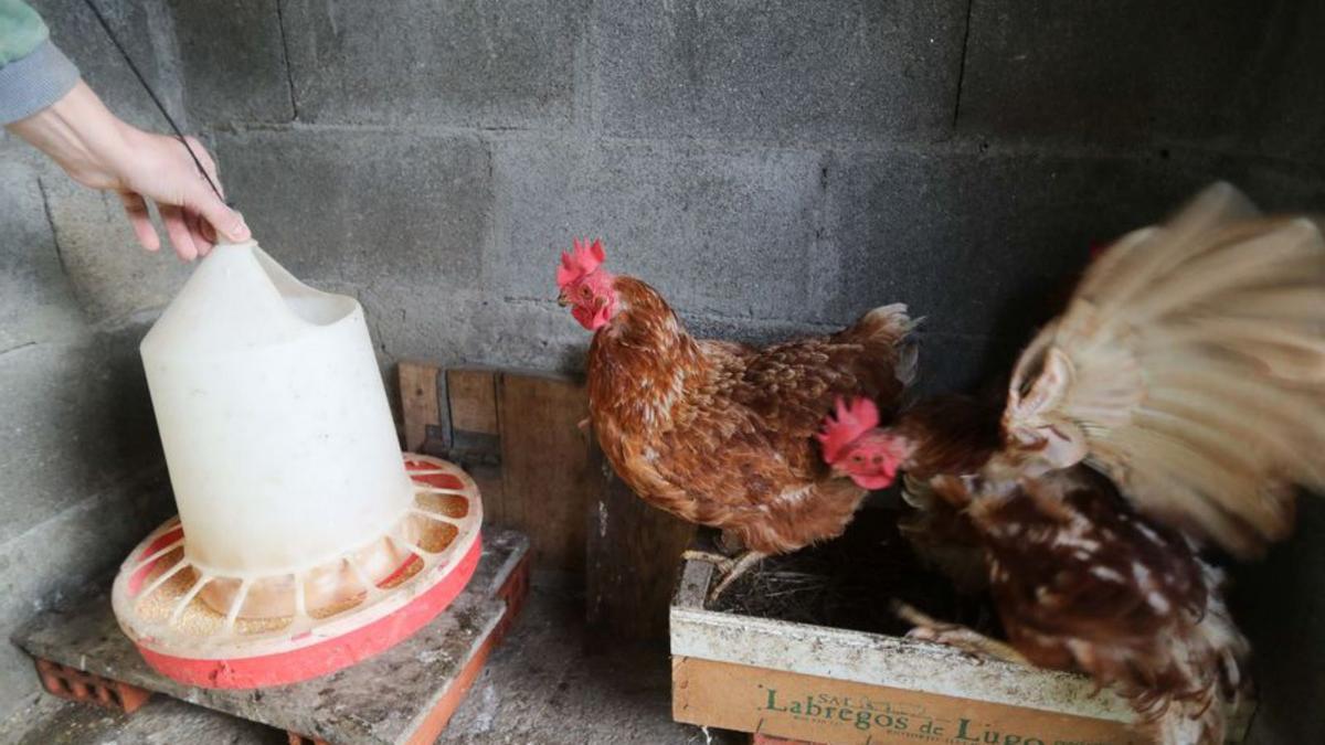 Un gallinero doméstico. |  Carlos Castro