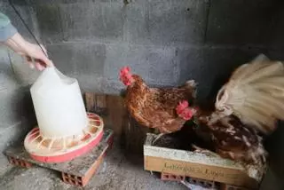 Entra en vigor la prohibición de criar aves de corral al aire libre