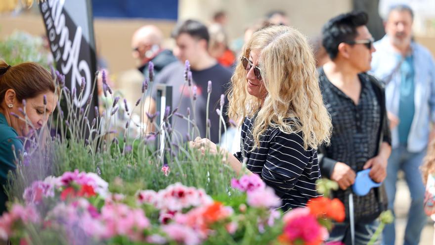 Vídeo: fiesta de las flores en Vara de Rey