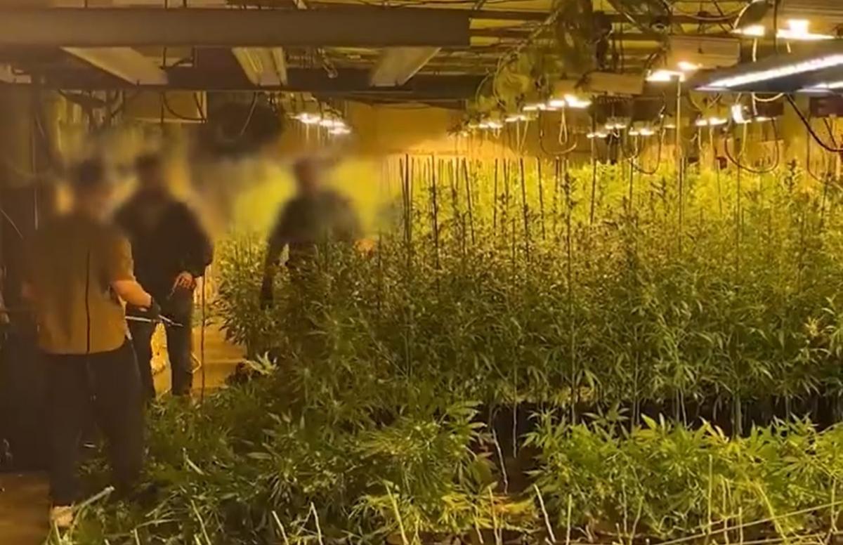 Agentes de los Mossos d'Esquadra, en la plantación de marihuana descubierta en un local del Eixample, en Barcelona.