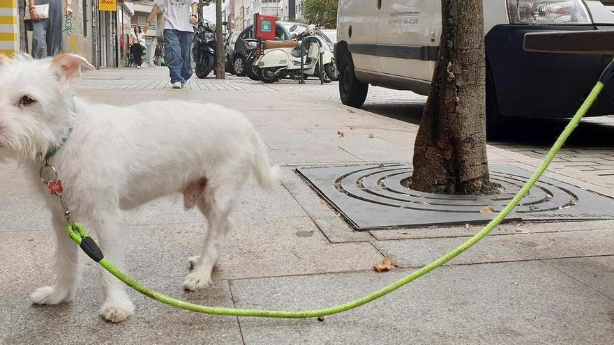 De una multa de 500 euros por dejar al perro atado a solo un aviso