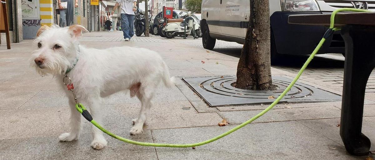 Un perro atado a un banco en A Florida, ayer, sin su responsable. Un perro atado a un banco en A Florida, ayer, sin su responsable.