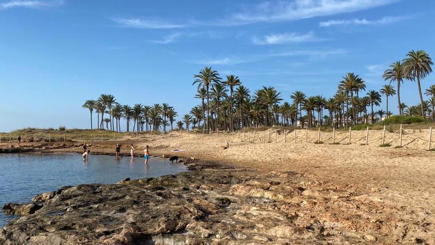 Perros en la Cala de Ferrís este sábado/ Foto Ana Pérez Torregrosa