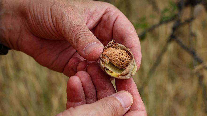 Las almendras aceleran su maduración a causa de la calor