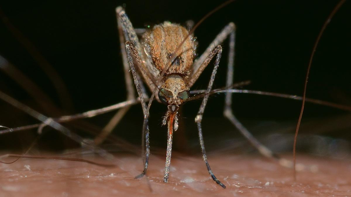 Así podrás evitar que los mosquitos entren en casa