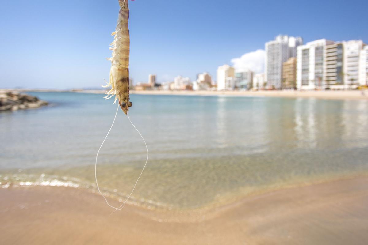 Vinaròs, al ritmo del Mediterráneo